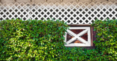 ระแนงบังตา